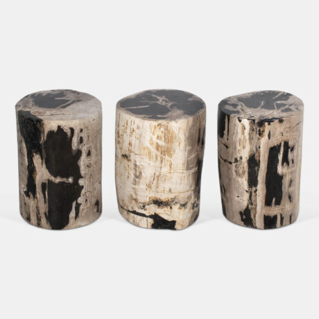 Bois pétrifié